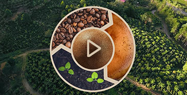 Der Kreislauf eines Coffee Balls  von der Kaffeepflanze bis zum Kaffee.