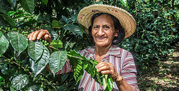 Eine  Kaffeebäuerin steht in einer Kaffeeplantage und hält den Zweig  einer Kaffeepflanze fest.