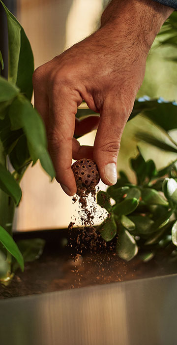 Ein gebrauchter Coffee Ball wird über einem Blumentopf zerbröselt.